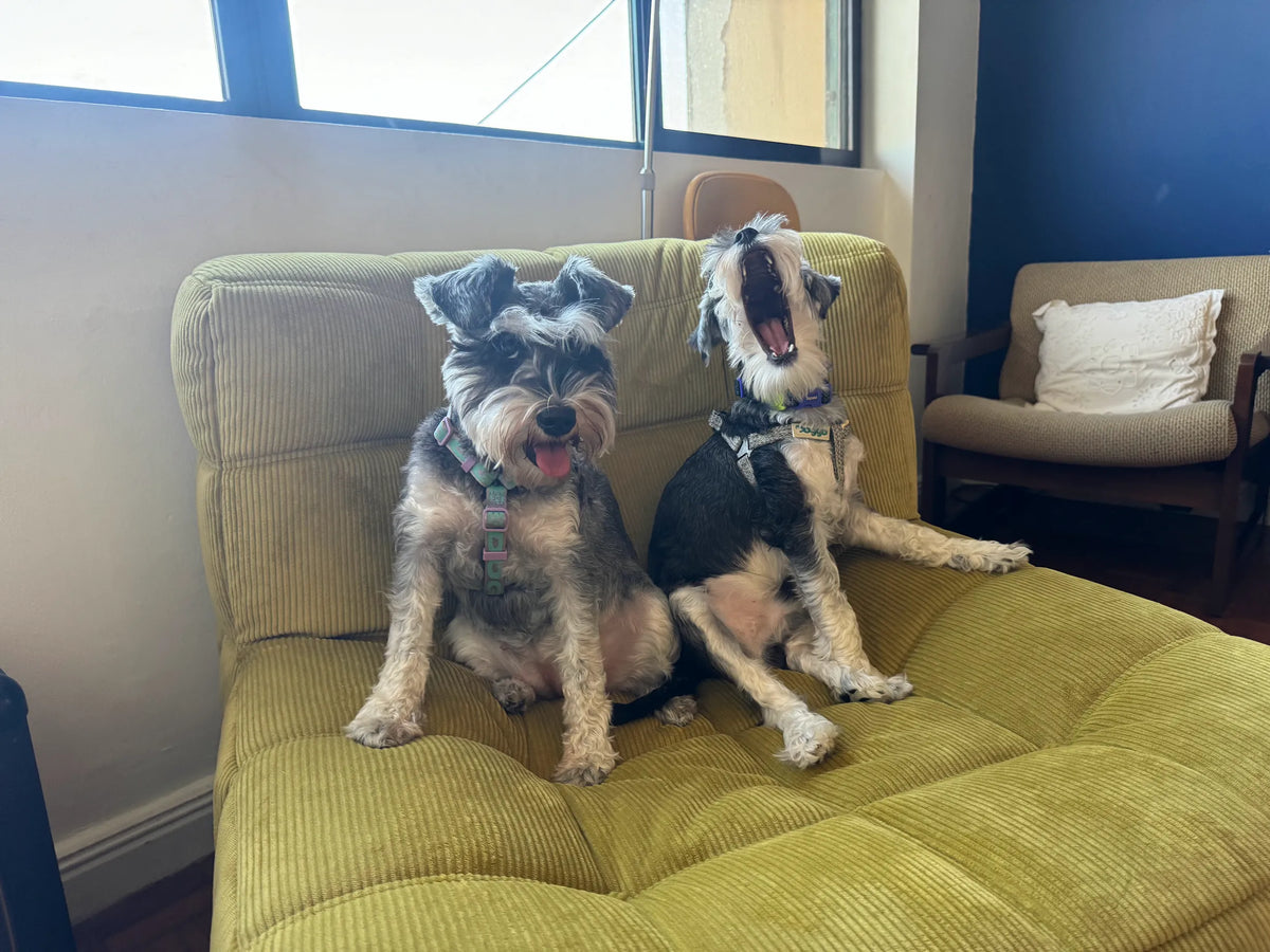 Two schnauzer dogs sitting on a Kashima sofa, cozy living room furniture from Home Hues